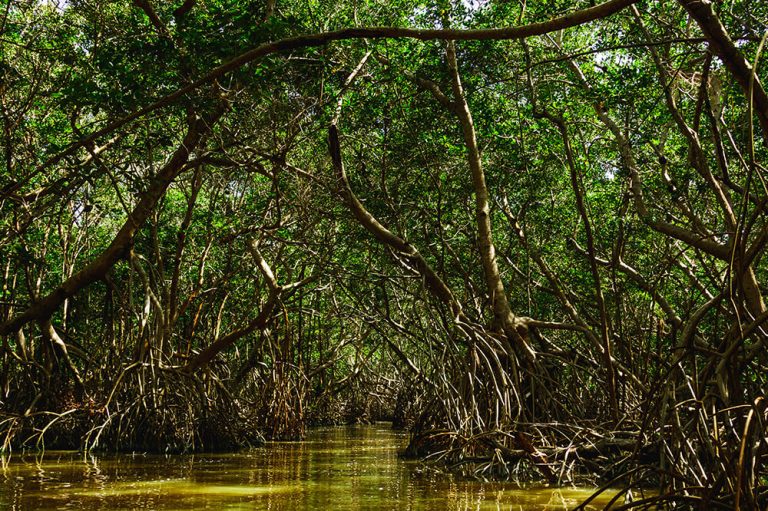 Swamp Tour